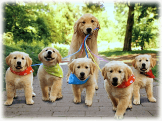 Söta Golden Retriever